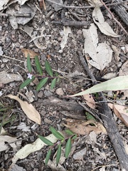 Eremophila debilis