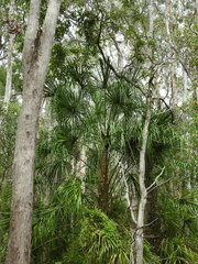 Livistona decora