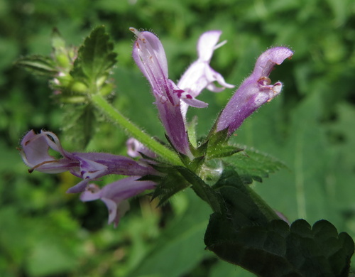 Image of Mauve Stachys (Stachys tubulosa) by no rights reserved