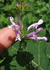 Stachys tubulosa