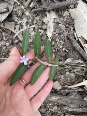 Eremophila debilis