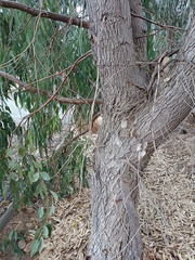 Eucalyptus gomphocephala