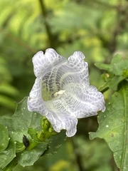 Strobilanthes flexicaulis