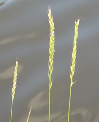 Elymus