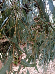 Eucalyptus gomphocephala