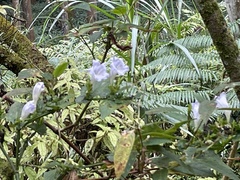 Strobilanthes flexicaulis