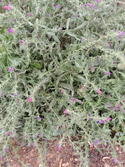 Echium