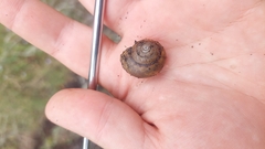 Ponderconcha gilberti