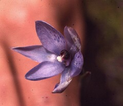 Thelymitra nervosa