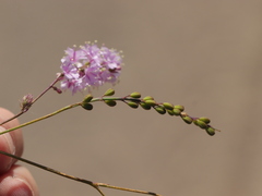 Boerhavia xantii