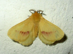Stenoglene rosea