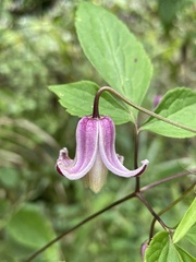 Clematis lasiandra