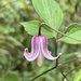 Clematis lasiandra - Photo (c) mu9400, some rights reserved (CC BY-NC)