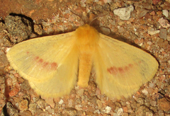 Stenoglene rosea
