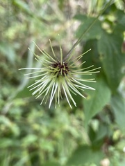 Clematis lasiandra
