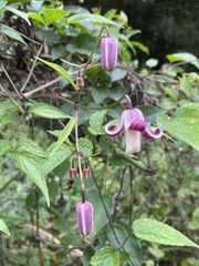 Clematis lasiandra