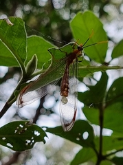Nymphes
