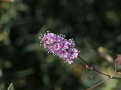Boerhavia xantii