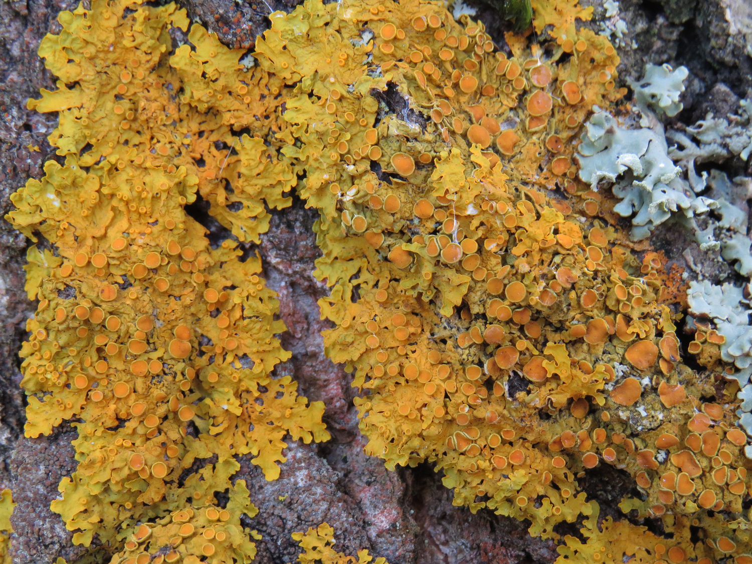 Xanthoria parietina var. parietina image