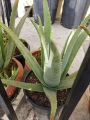 Aloe vera