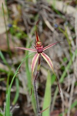 Caladenia ampla