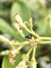 Steganopsis melanogaster