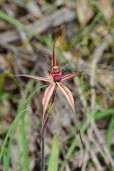 Caladenia ampla