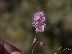 Boerhavia xantii