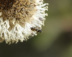 Melangyna viridiceps