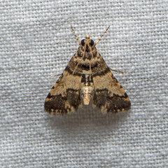 Nacoleia mesochlora