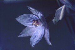 Thelymitra pulchella
