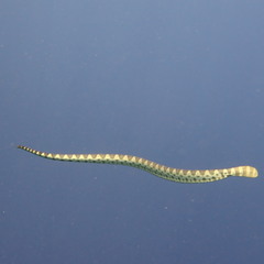 Hydrophis macdowelli