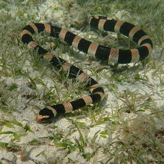 Laticauda saintgironsi