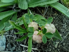 Trifolium tomentosum