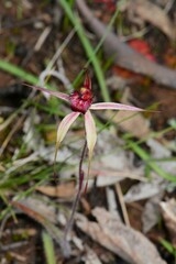 Caladenia ampla