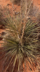 Yucca angustissima