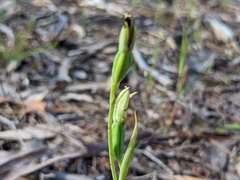 Calochilus robertsonii
