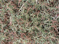 Amaranthus muricatus