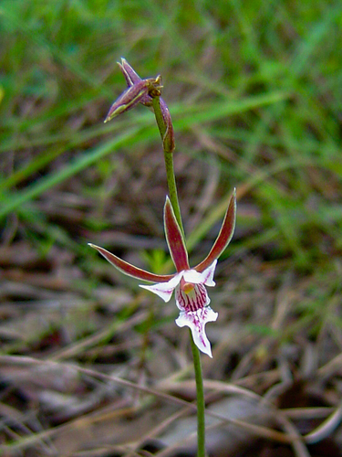Eulophia acutilabra