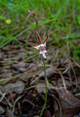 Eulophia acutilabra image