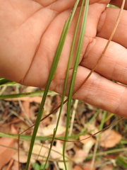 Dianella rara