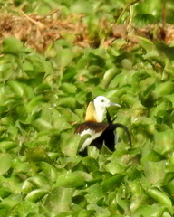 Hydrophasianus chirurgus