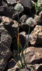 Allium karelinii