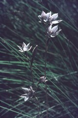 Thelymitra pulchella