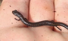 Batrachoseps nigriventris