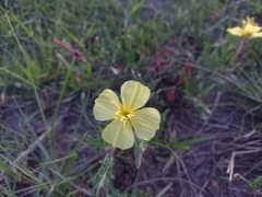 Oenothera pubescens