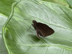 Ancistroides nigrita