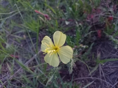 Oenothera pubescens