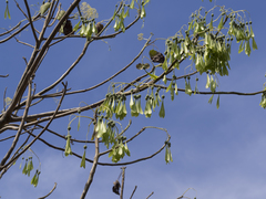 Gyrocarpus americanus