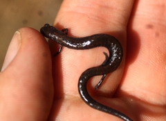 Batrachoseps nigriventris